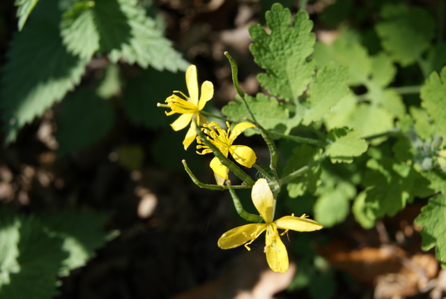 Chelidonium majus