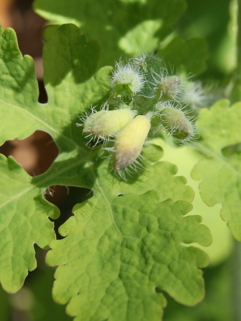 Chelidonium majus