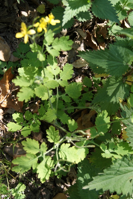 Chelidonium majus