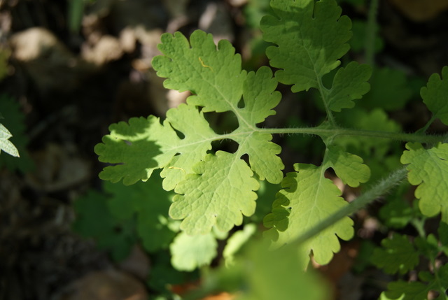 Chelidonium majus