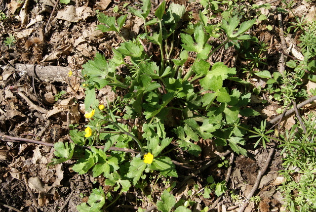 ranunculus 3