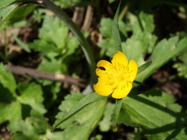 ranunculus 3