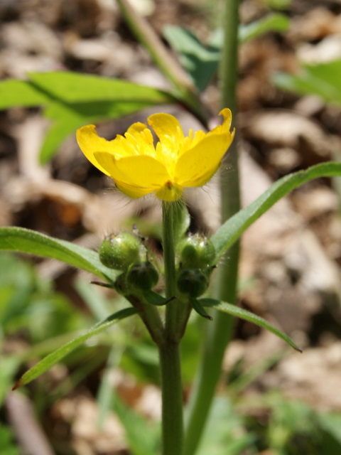 ranunculus 3