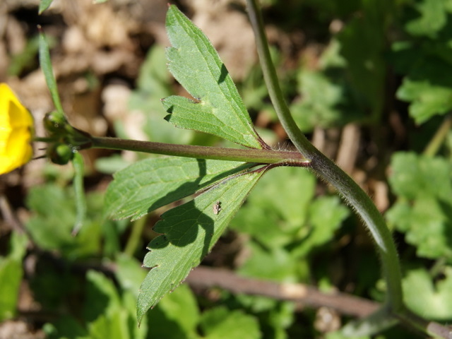 ranunculus 3