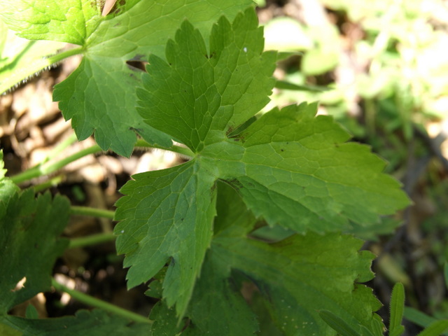 ranunculus 3