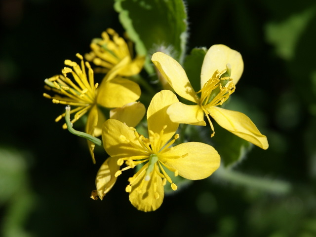 Chelidonium majus