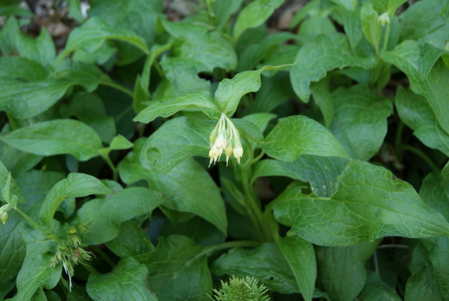 Symphytum bulbosum / Consolida minore