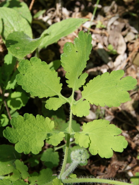 Chelidonium majus