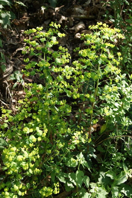 Euphorbia amygdaloides