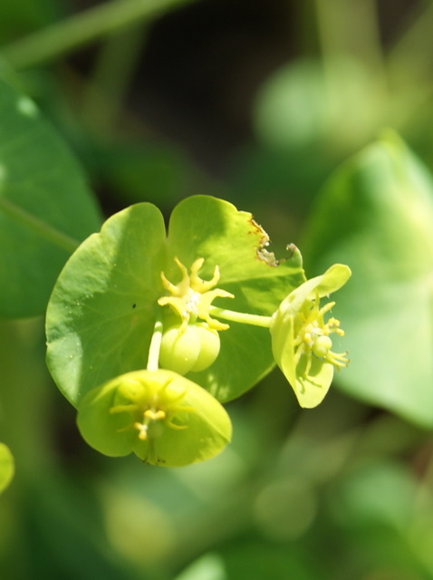 Euphorbia amygdaloides