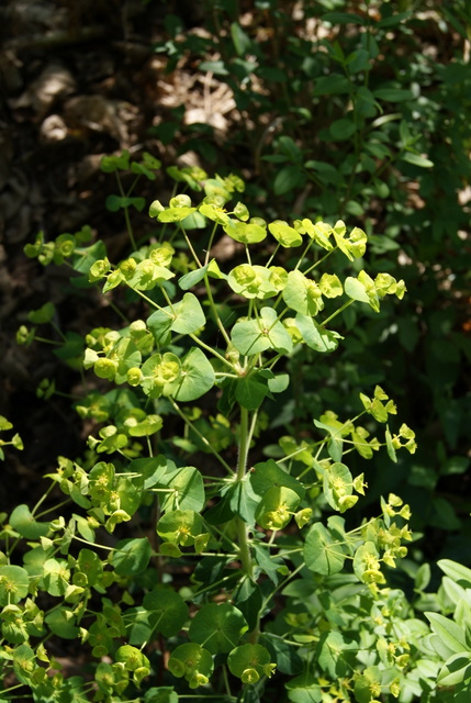 Euphorbia amygdaloides