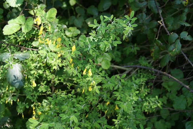 Cytisus villosus / Citiso trifloro