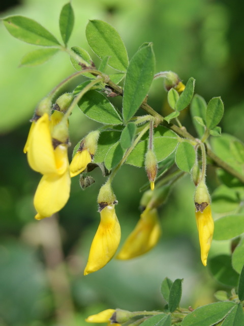 Cytisus villosus / Citiso trifloro