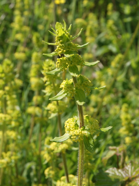 Cruciata laevipes