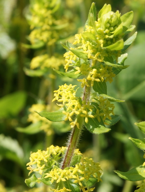 Cruciata laevipes