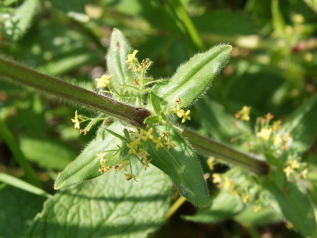 Cruciata laevipes