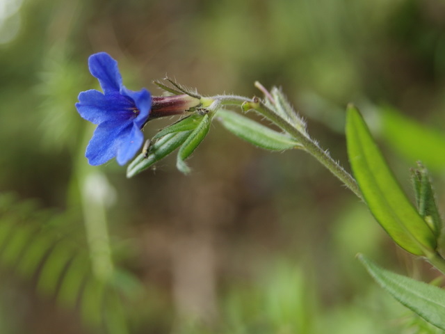 Buglossoides purpurocaerulea