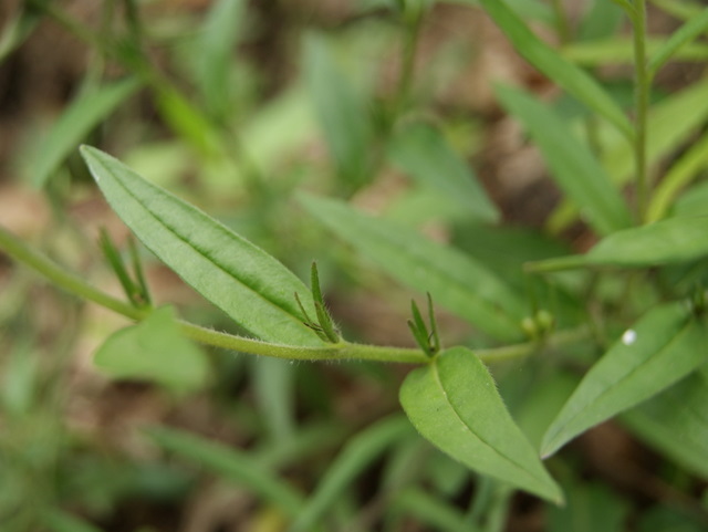 Buglossoides purpurocaerulea