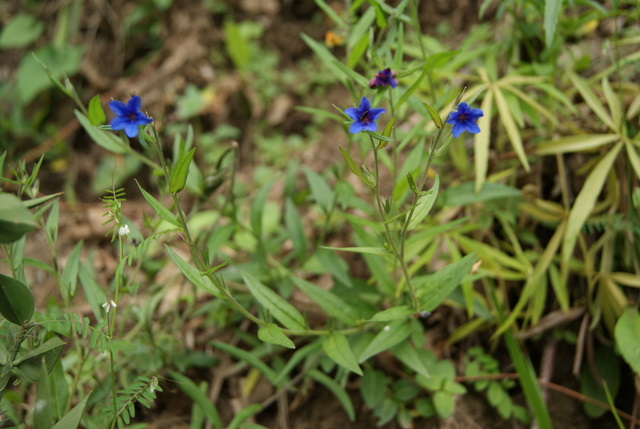 Buglossoides purpurocaerulea