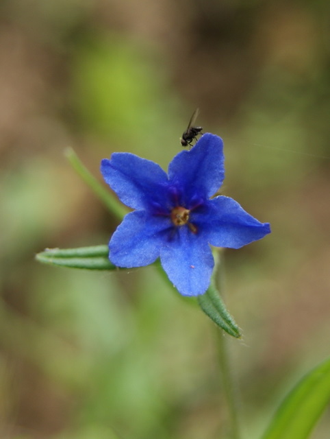 Buglossoides purpurocaerulea