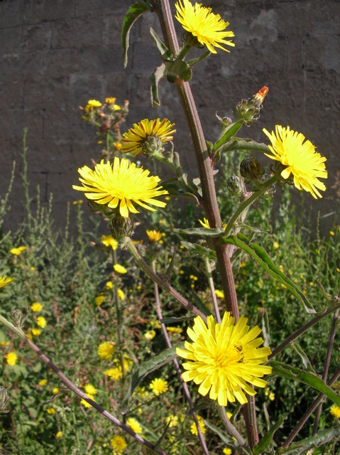 Picris hieracioides