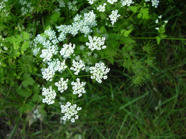 Chaerophyllum temulum / Cerfoglio peloso