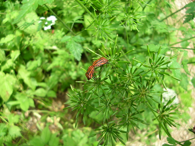 Chaerophyllum temulum / Cerfoglio peloso