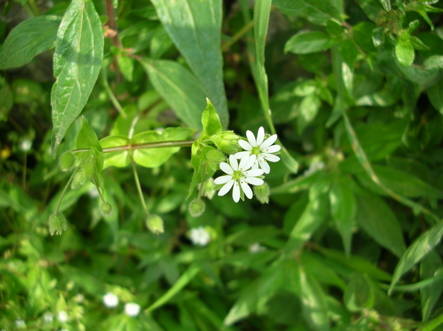 Stellaria media