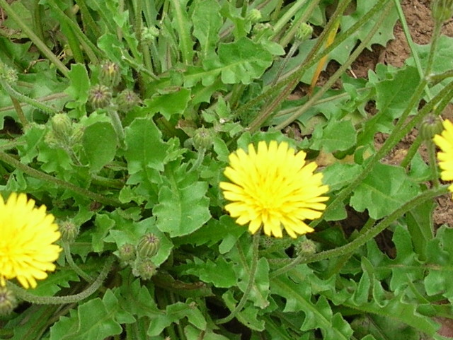 Crepis sancta