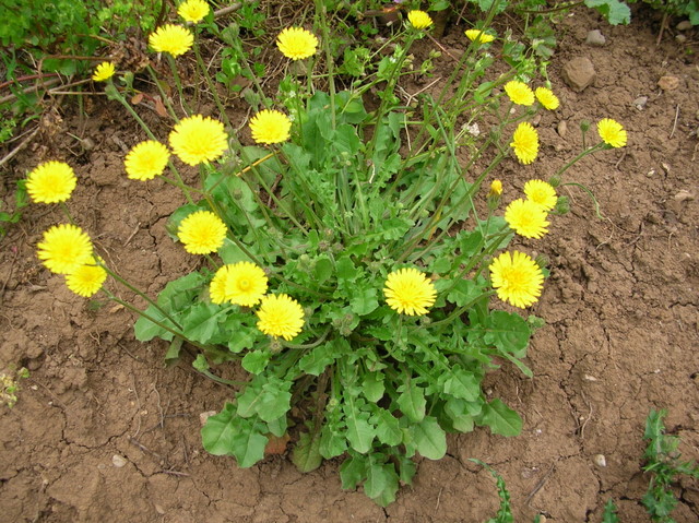 Crepis sancta