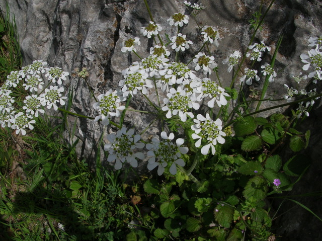 Tordylium apulum / Ombrellini pugliesi