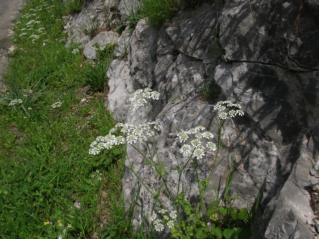 Tordylium apulum / Ombrellini pugliesi