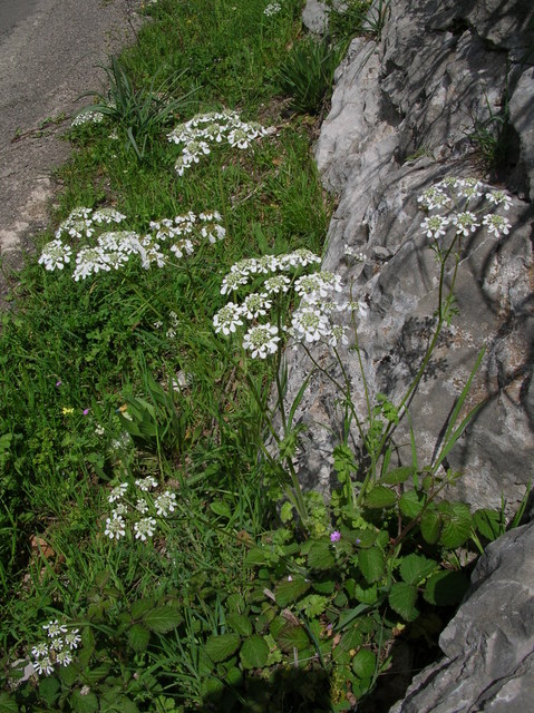 Tordylium apulum / Ombrellini pugliesi