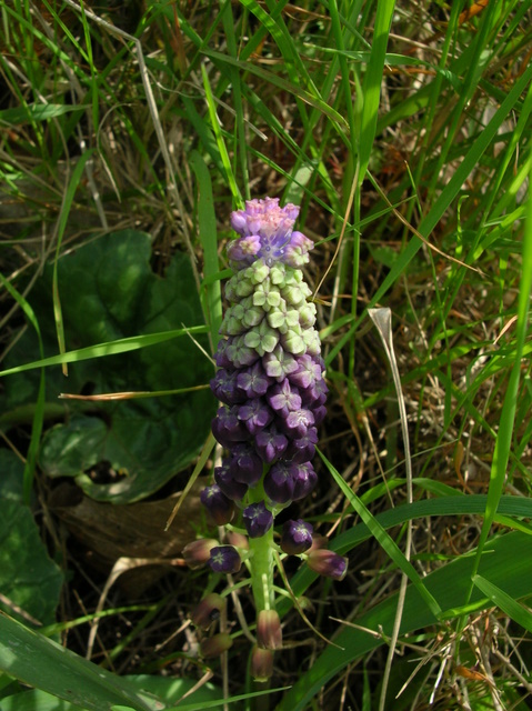 Muscari comosum