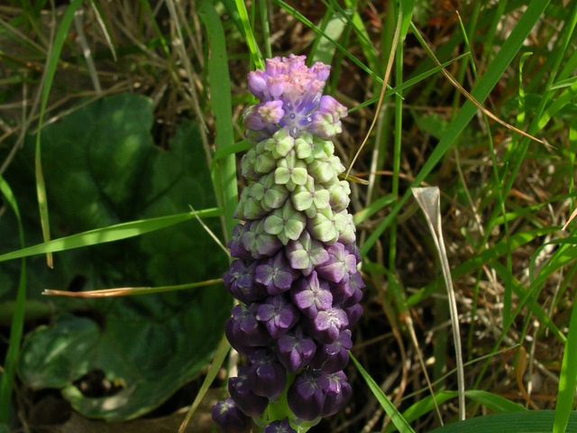 Muscari comosum