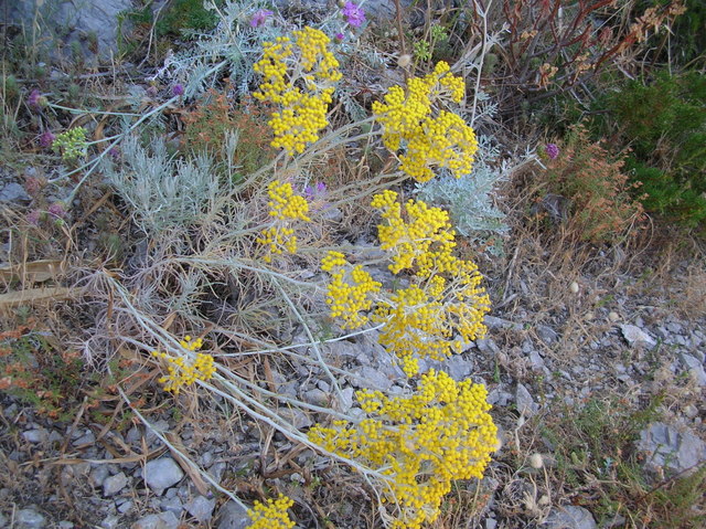 Helichrysum litoreum / Elicriso litoraneo