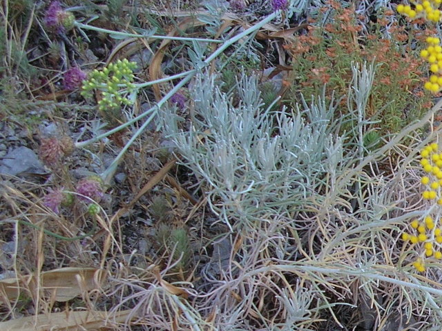 Helichrysum litoreum / Elicriso litoraneo