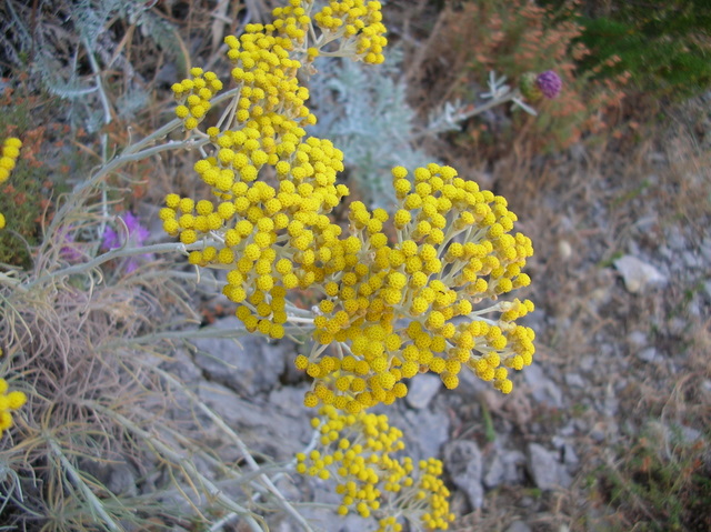 Helichrysum litoreum / Elicriso litoraneo