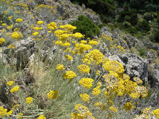 Helichrysum litoreum / Elicriso litoraneo