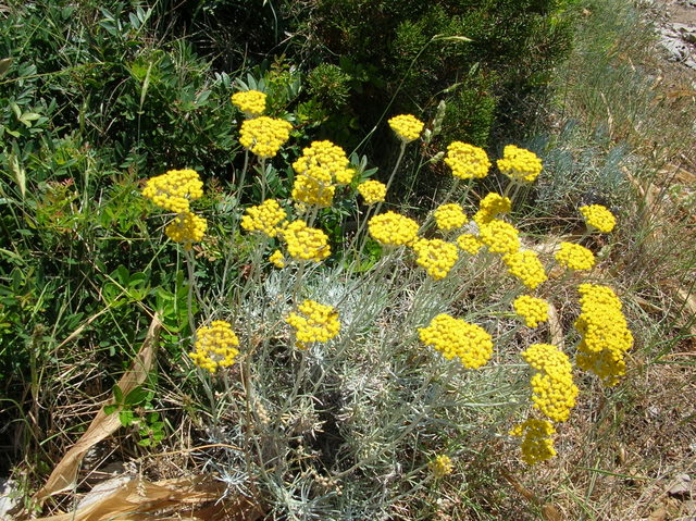 Helichrysum litoreum / Elicriso litoraneo