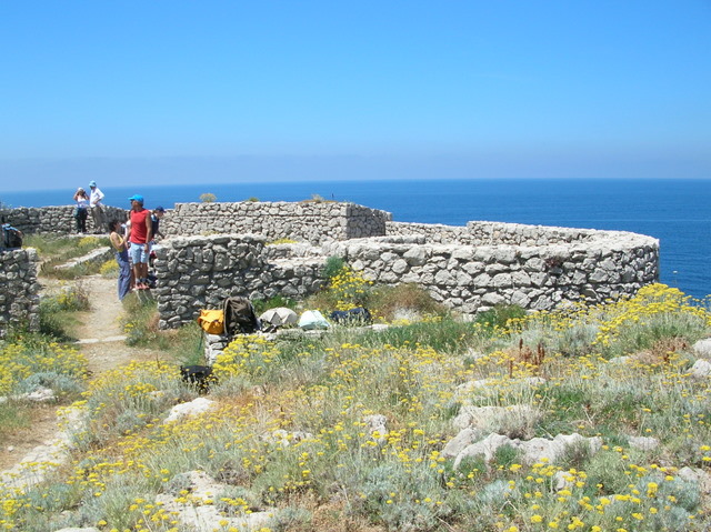 Helichrysum litoreum / Elicriso litoraneo