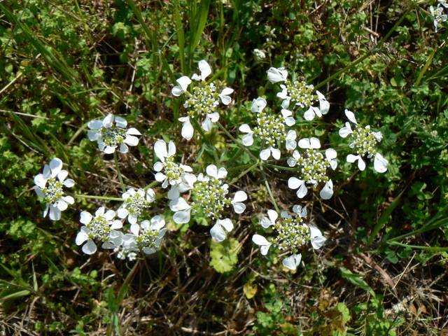 Tordylium apulum / Ombrellini pugliesi