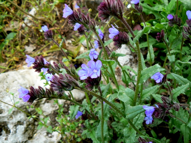 Anchusa cfr.cretica