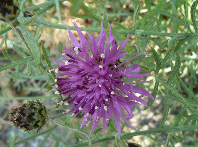 Centaurea cfr. ambigua