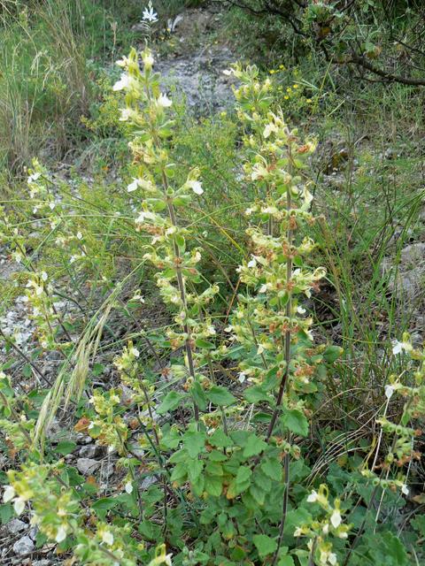 Teucrium flavum