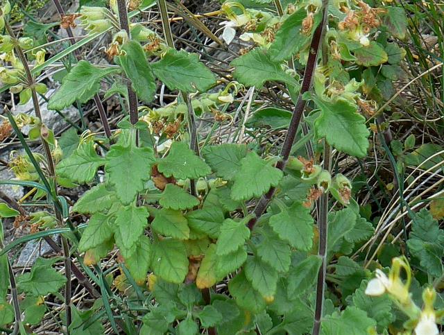 Teucrium flavum