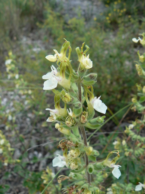 Teucrium flavum