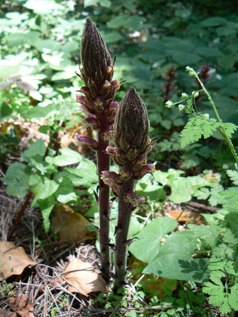 Orobanche sp.