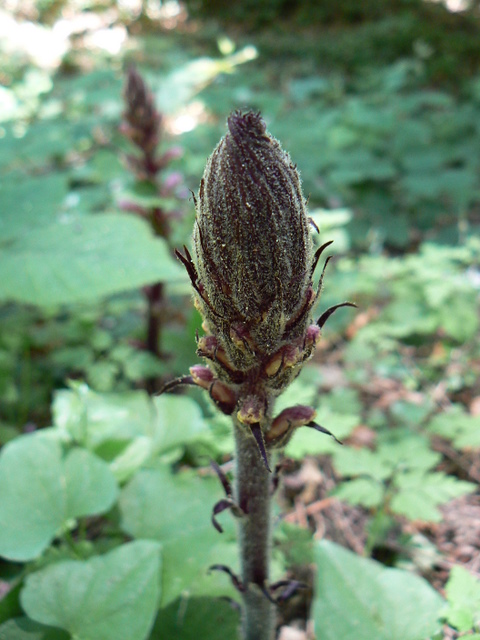 Orobanche sp.