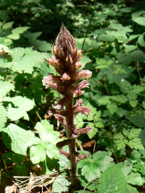 Orobanche sp.